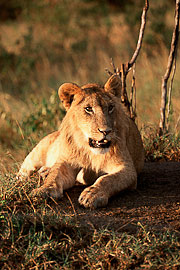Picture 'KT1_01_32 Lioness, Sunset, Kenya, Masai Mara'